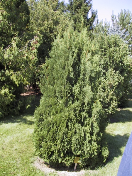 Image for Holmstrup Cedar
