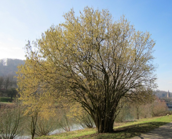 Image for European Filbert, European Hazelnut