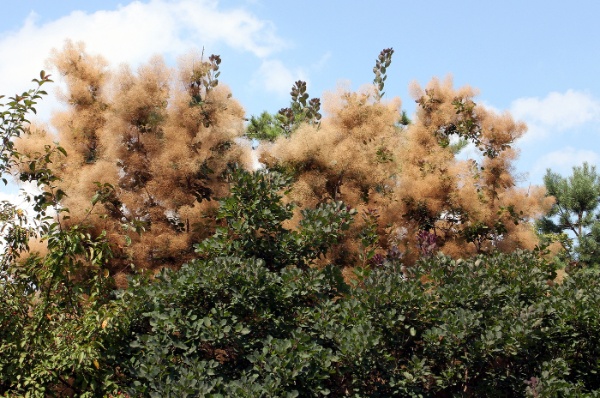 Image for Common Smoketree, Smokebush