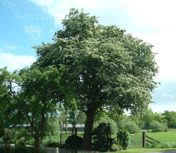 Image for One-Seeded Hawthorn, Maythorn, English Hawthorn, Singleseed Hawthorn