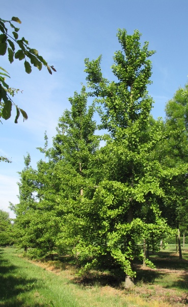 Image for Ginkgo, Maidenhair Tree