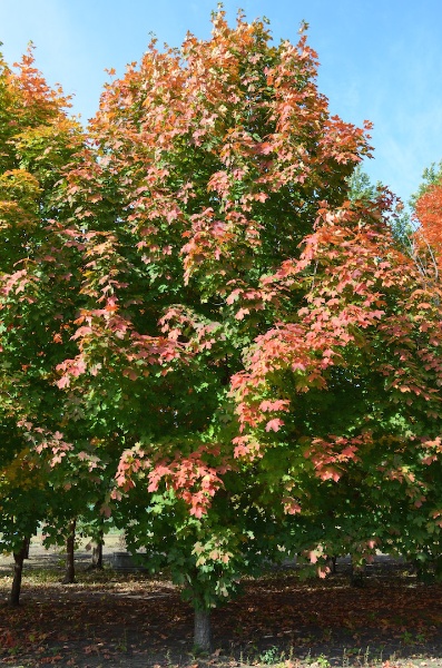 Image for Northern Flare® Sugar Maple