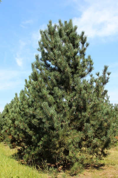 Image for Mountain Pine