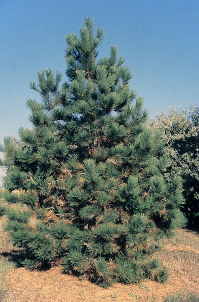 Image for Ponderosa Pine