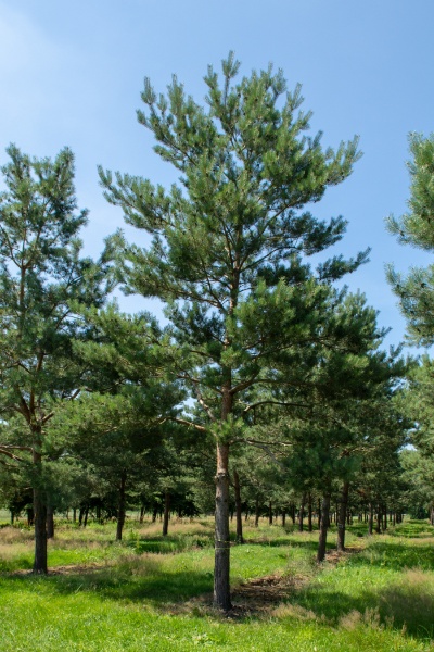 Image for Scotch Pine