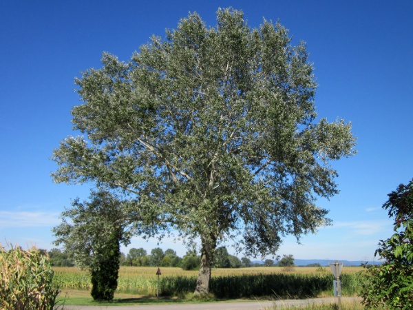 Image for European White Poplar, White Poplar, Silver Poplar