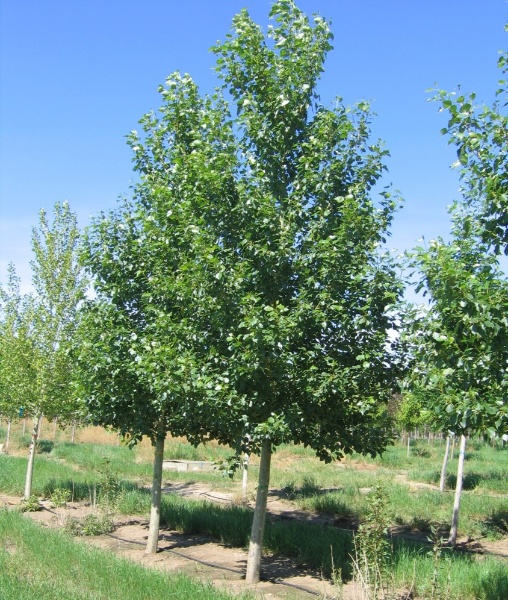 Image for Byland Green Poplar
