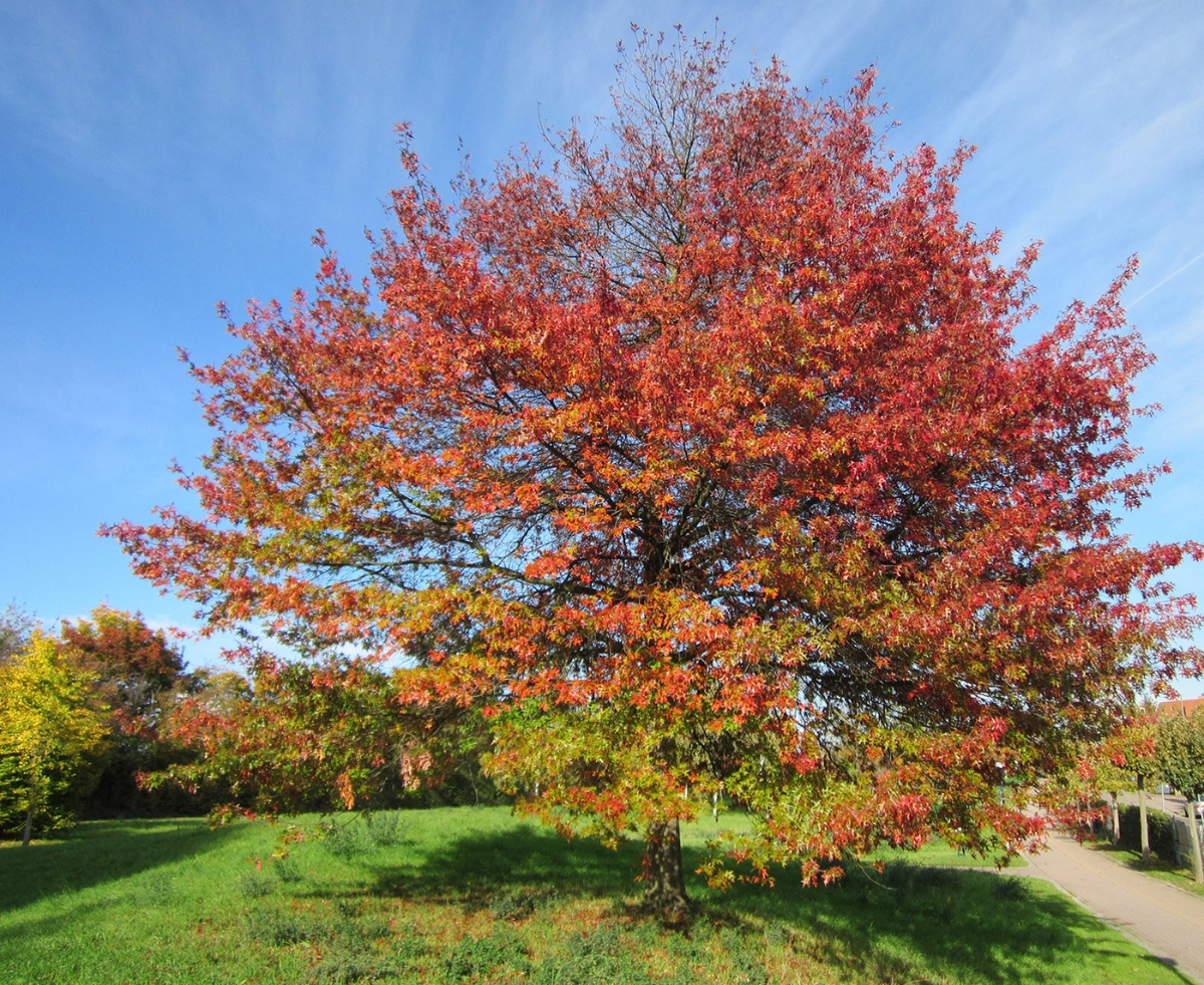 Quercus coccinea | Tree species Calculator List