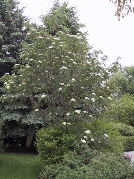 Image for American Mountain Ash